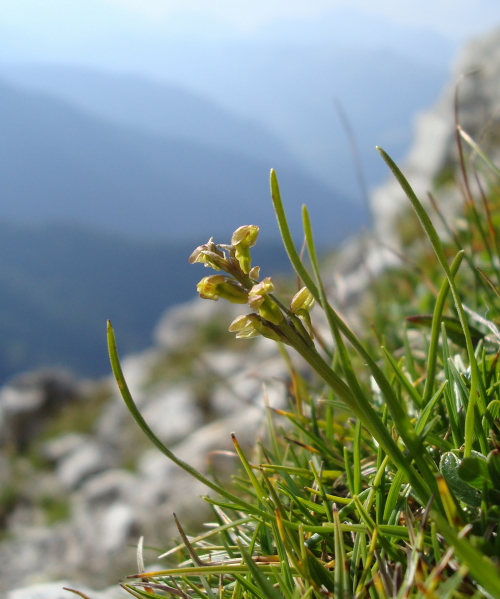 Chamorchis alpina, Malaxis monophyllos e altro...